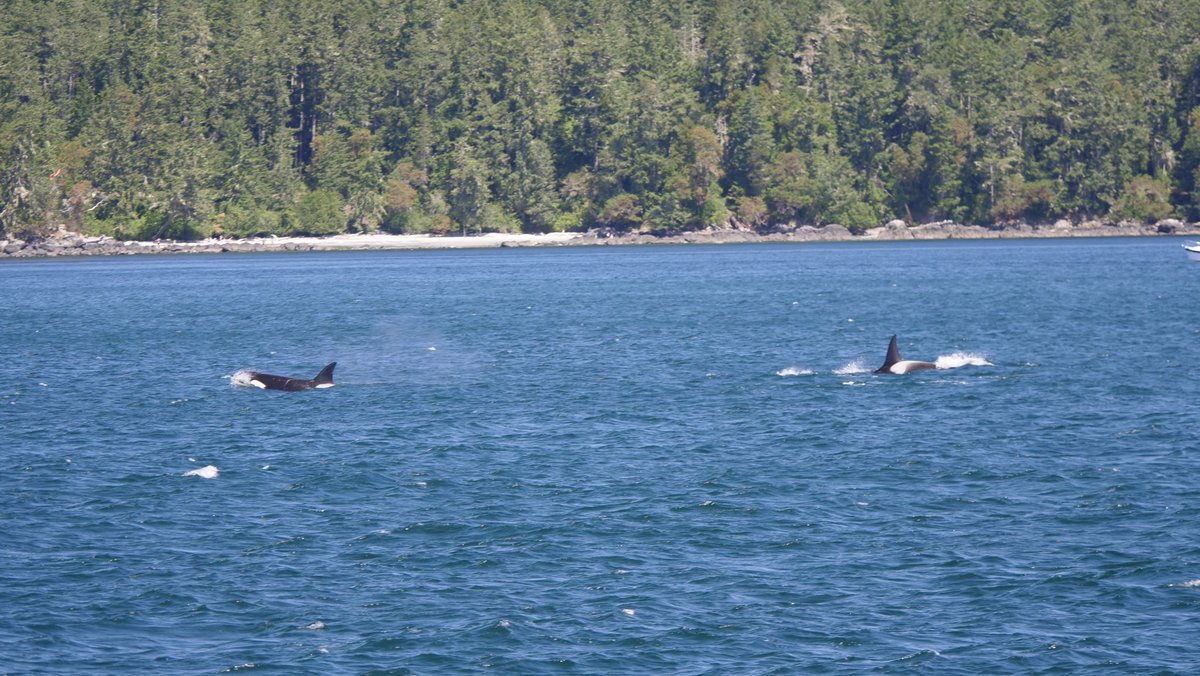 daksmith064's tweet photo. Whale watching 10/10. https://t.co/Z60GhNMKmb
