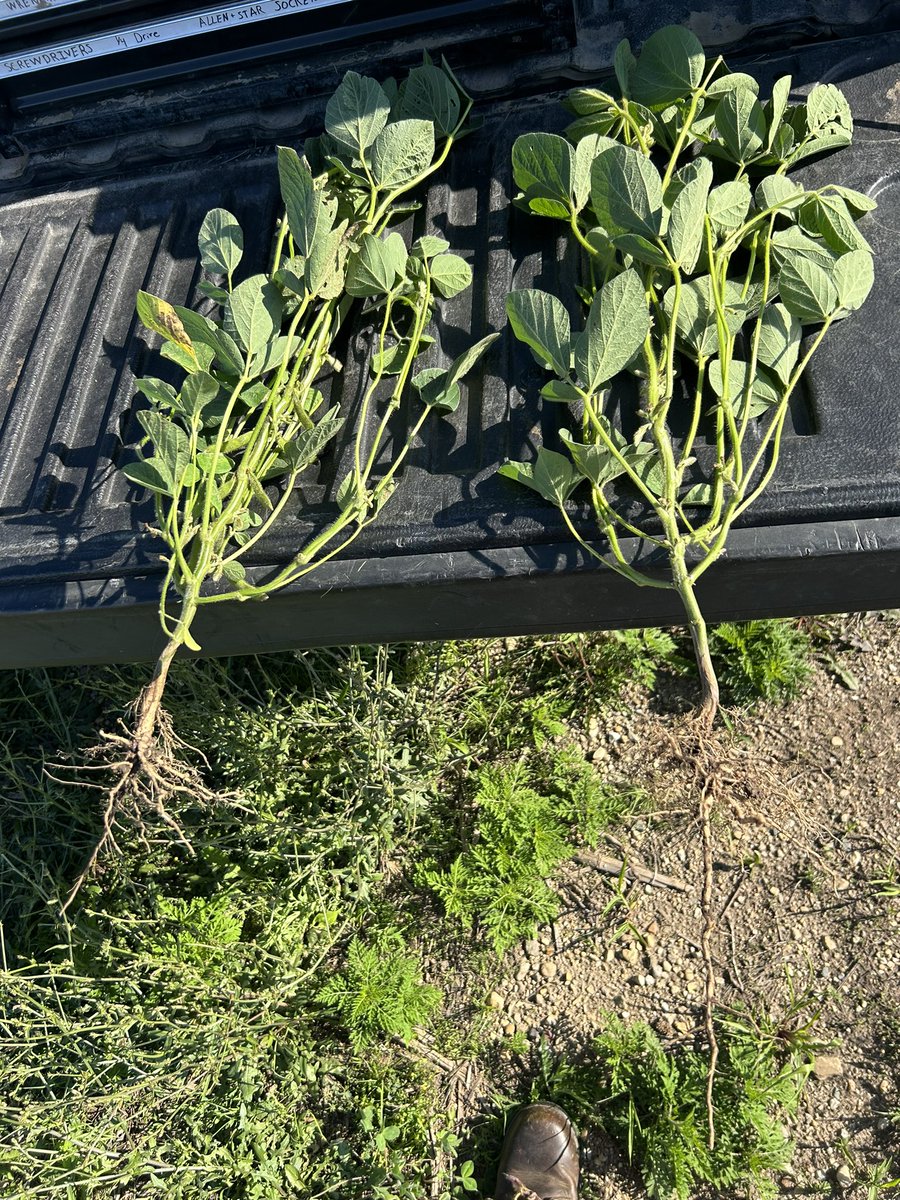 ethankoehler14's tweet image. Went walking fields this afternoon. Checking for weed escapes. They do exist. But check out these beans. The pod counts are gonna be huge if they all get the chance to fill.  #GoodPulls #SoftSoil #Tilth #Soybeans