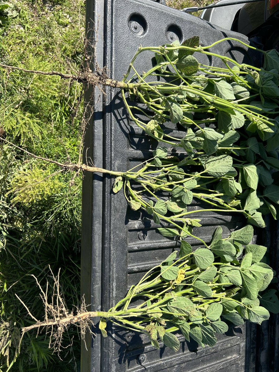 ethankoehler14's tweet image. Went walking fields this afternoon. Checking for weed escapes. They do exist. But check out these beans. The pod counts are gonna be huge if they all get the chance to fill.  #GoodPulls #SoftSoil #Tilth #Soybeans