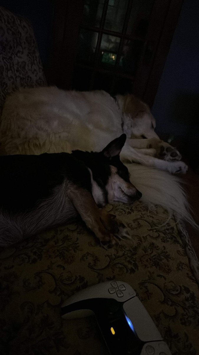 Dummies 
#pets #pet #dog #dogs