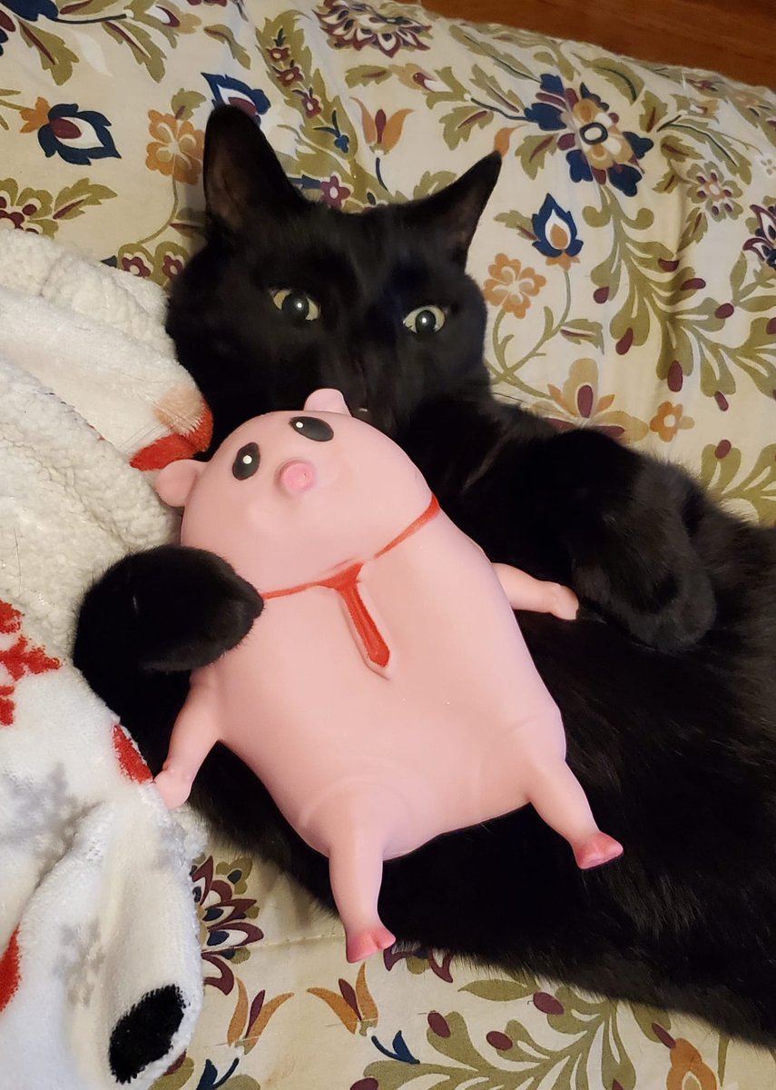 ElGatoDubo's tweet photo. Mr. Piggy is by far the best student in the Art of the Flashing.
#Cats
#CatsofTwittter
#PigsOfTwitter https://t.co/4L8b8e51IR