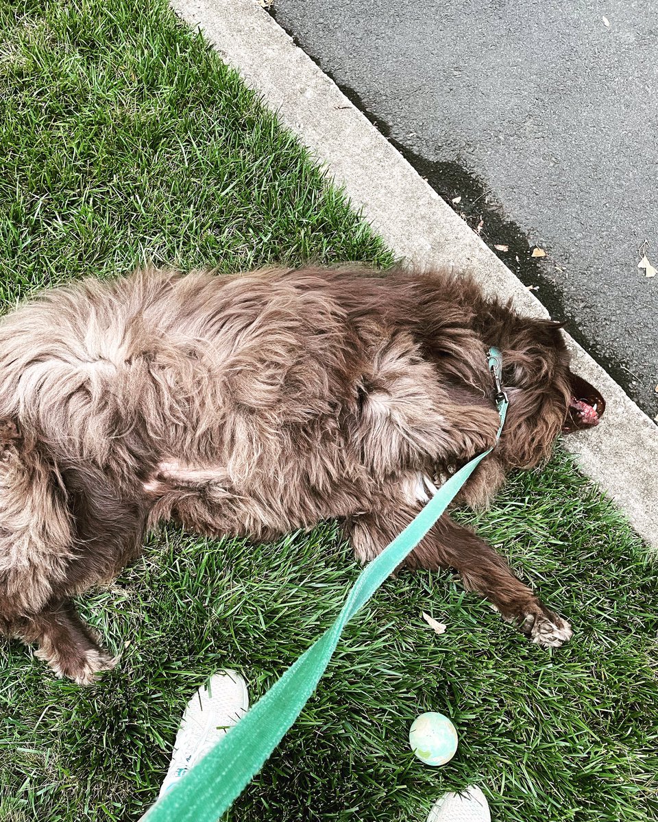 Lynne Silver tweet media