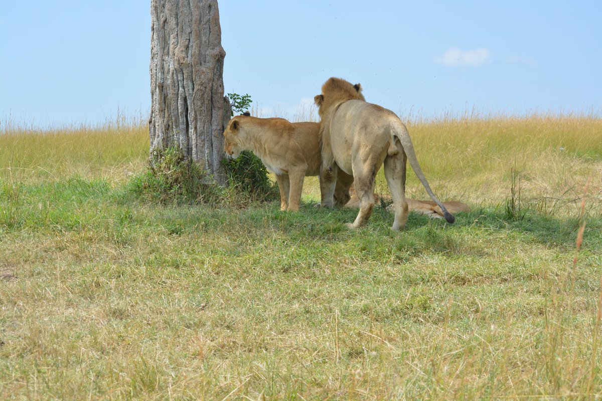 FeatherQuestAdv's tweet photo. A short story..
#wildlife #TwitterNatureCommunity #MasaiMara #tembeakenya. https://t.co/lIbnkHsZm4