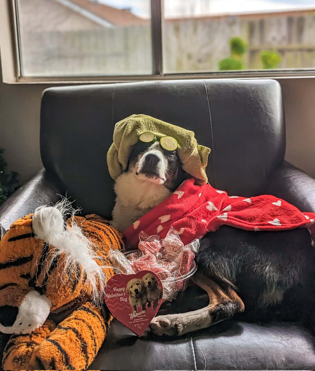 ImmelBailey's tweet photo. @dconroybeam Harlow would love to have your pup over for a spa-w day! https://t.co/UTwXxv6IbN