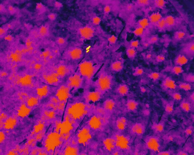 More great images from PhD Alison Hayman and her thermal camera crew.  Alison’s project is investigating the detection of deer under various light conditions, but occasionally other things show up. Images: deer, deer + scat, incidental wombat – all part of the process.