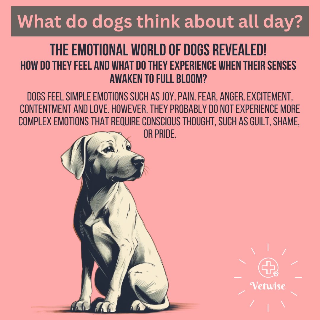 What do dogs think about all day? The emotional world of dogs revealed!

How do they feel and what do they experience when their senses awaken to full bloom?

#day #thinking #Emotions #dogs #veterinary #education #vetwise #health #pain