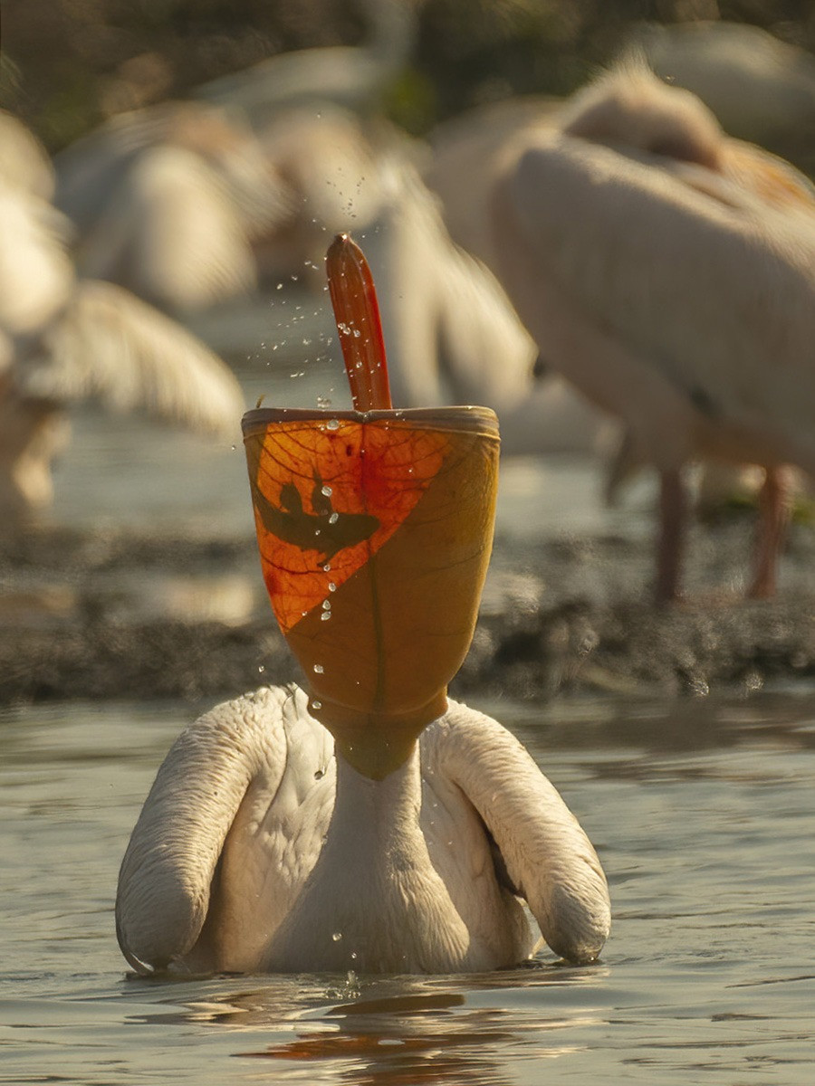 NatureIn_Focus's tweet image. ✨#NiFAwards2022—Winners✨

Ashvin Trivedi
Jury Selection | Animal Behaviour

Now that's what you call excellent scoop technique! A Great White #Pelican lifts its head and contracts its pouch to get rid of the water and isolate its catch.

#Gujarat