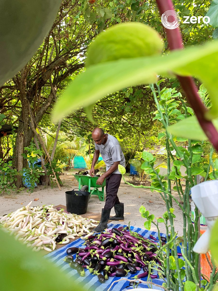 ZeroMaldives's tweet photo. 🌱 Exciting journey of brinjal farming! From planting the seeds to nurturing the plants, it's been a rewarding experience. ​
#BrinjalFarming #HomegrownHarvest #SustainableLiving #FarmToTable #zero #maldives #sustainable #agriculture #farming #organicallygrown https://t.co/VQMHBUtaLB