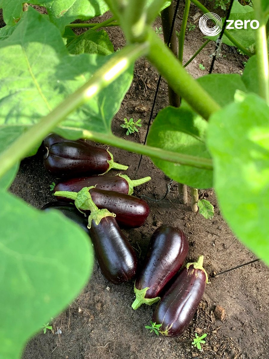 ZeroMaldives's tweet photo. 🌱 Exciting journey of brinjal farming! From planting the seeds to nurturing the plants, it's been a rewarding experience. ​
#BrinjalFarming #HomegrownHarvest #SustainableLiving #FarmToTable #zero #maldives #sustainable #agriculture #farming #organicallygrown https://t.co/VQMHBUtaLB