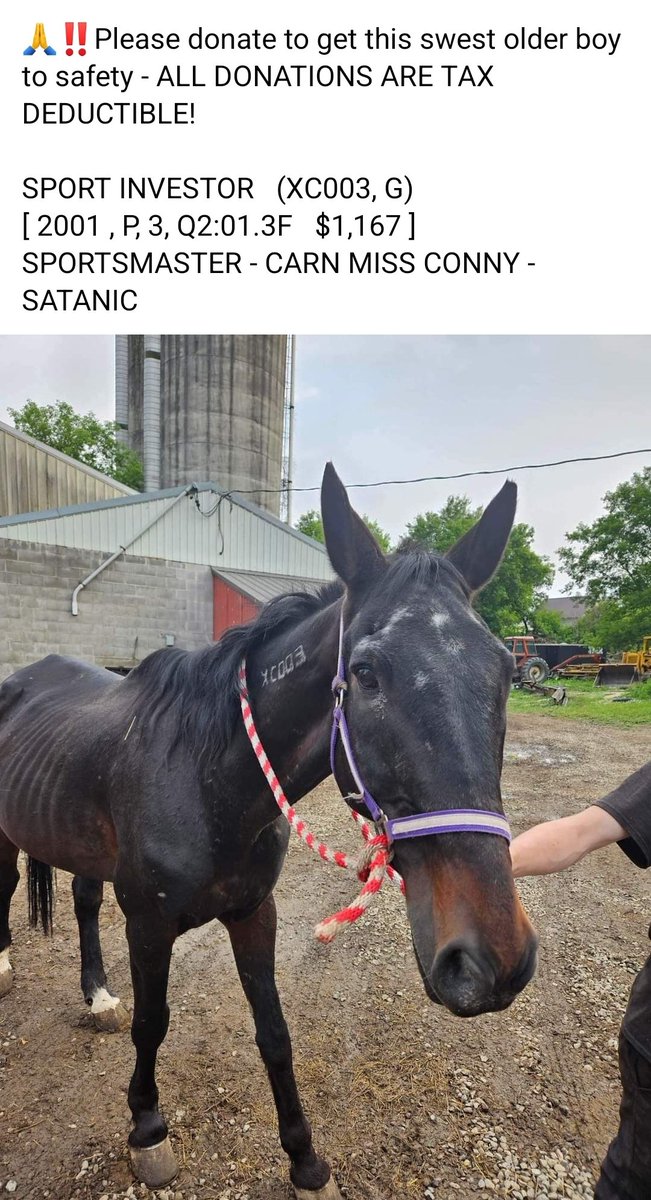 SPORT INVESTOR knew better times! NO ONE invested in his retirement! Now 22 yo, very thin, abandoned by everyone. Son of SPORTSMASTER, grandson of ABERCROMBIE,  just kept pounding pavement for years after only 4 starts. Please SHARE,  DONATE 🙏 
🐎paypal.com/donate?campaig…