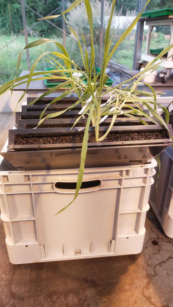 Amit_Kumar_PhD's tweet photo. By using large rhizotrons, we tried to understand trait variations and their interactions in wild and domesticated #barely under disturbed and undisturbed soil microbiome conditions. Some intriguing findings (1/n) https://t.co/nMIvY3TkdA