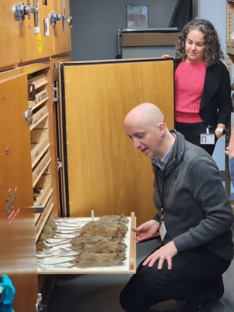 Maria Barrett (@barretmj) on Twitter photo Behind the scenes <a href="/SAMuseum/">South Australian Museum</a> for #CONASTA70 ... we have rats, but fortunately they are stuffed! Behind the scenes <a href="/SAMuseum/">South Australian Museum</a> for #CONASTA70 ... we have rats, but fortunately they are stuffed!