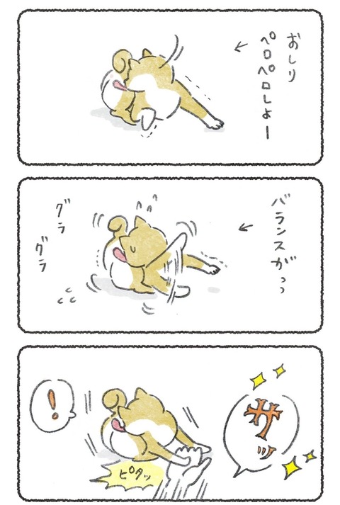 しりぺろ支え士
#柴犬大好き #犬のいる幸せ 