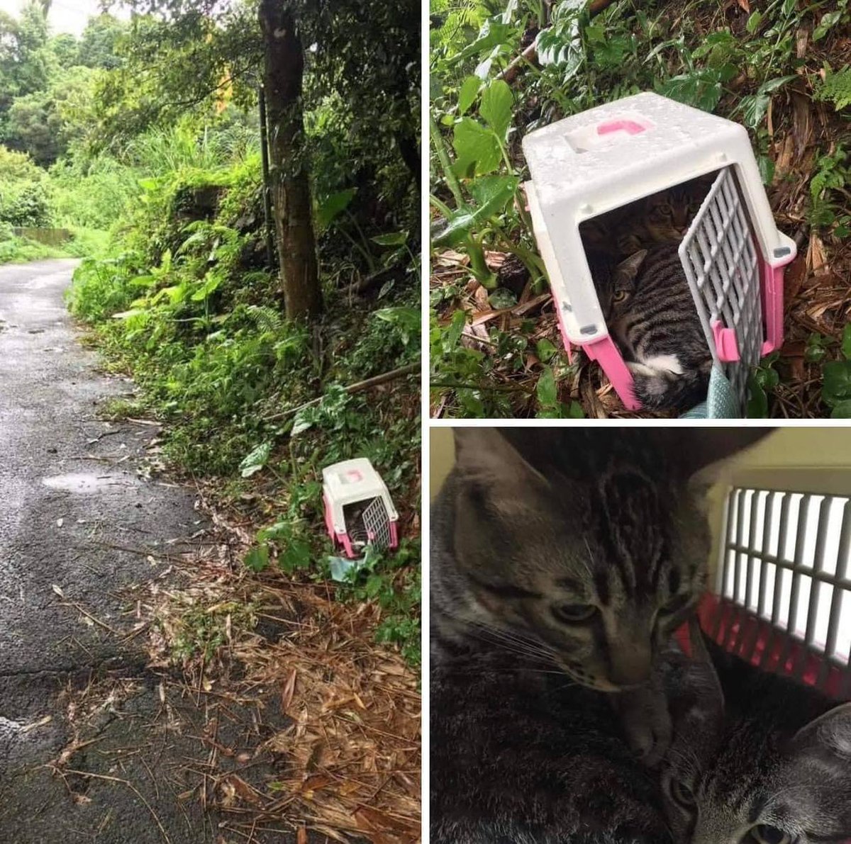 mynewshub's tweet photo. Kucing dibuang tepi jalan. Dorang tak biasa dekat kawasan luar. Sebab tu diorg duduk je dalam cage tu ....🥺  mcm ni comel pun kena buang....

*Tiada info lanjut seperti bila dan di mana ia berlaku. https://t.co/BLyUZNGU3J