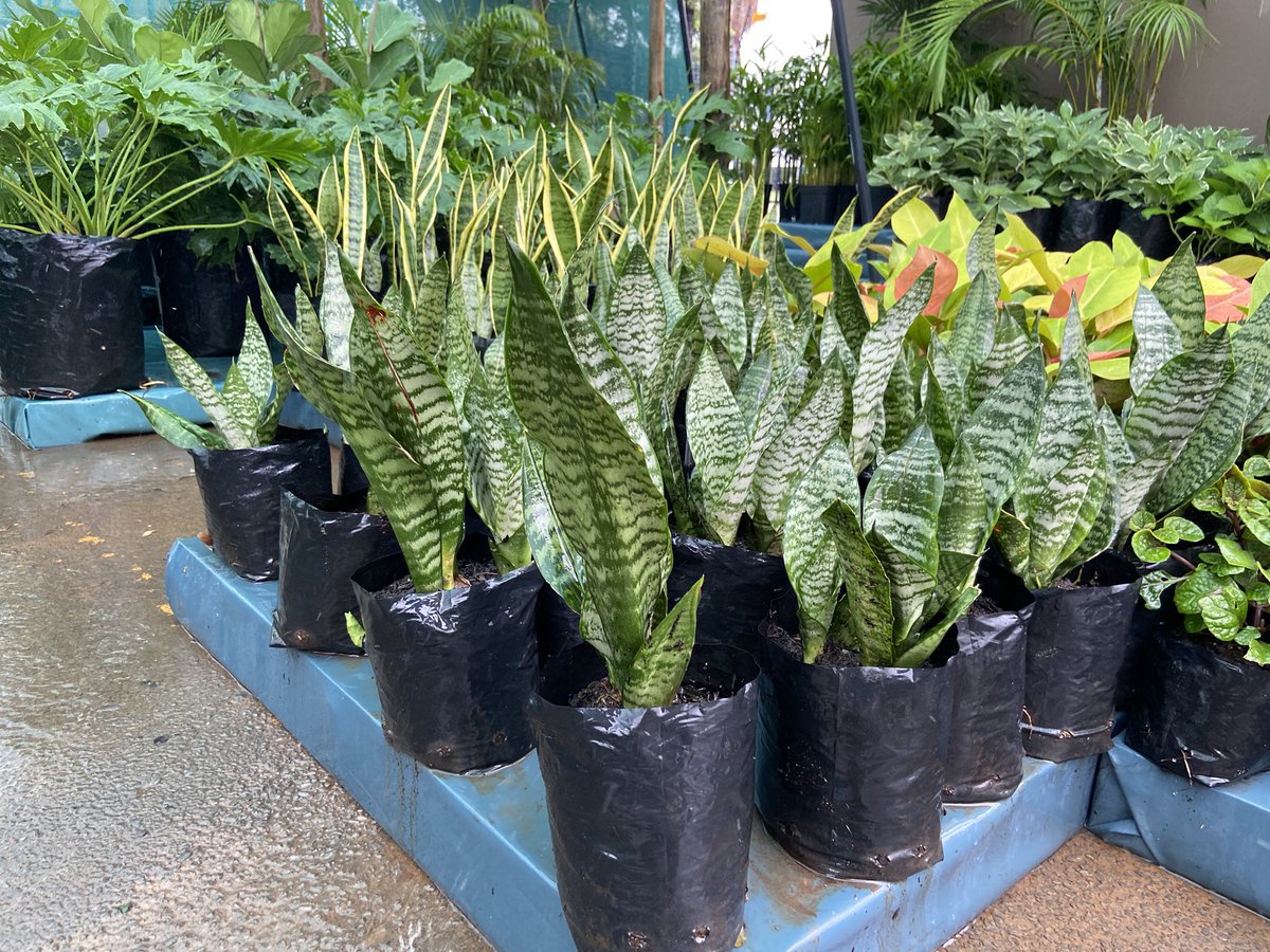 shrubscentre's tweet photo. ๐ฑSALE PROMOTION๐ฑ
Sanseveria trifasciata (Mother inlaw's tongue) - R60 per 5L bag
๐ 011 708 4059 / 069 897 3971
๐ https://t.co/CR53FSvmuZ
#shrubscentre #gardensofinstagram #snakeplant #gardening #motherinlawstongue #plantpeople #gardensoftheworld #horticulture https://t.co/q8qD0en91e