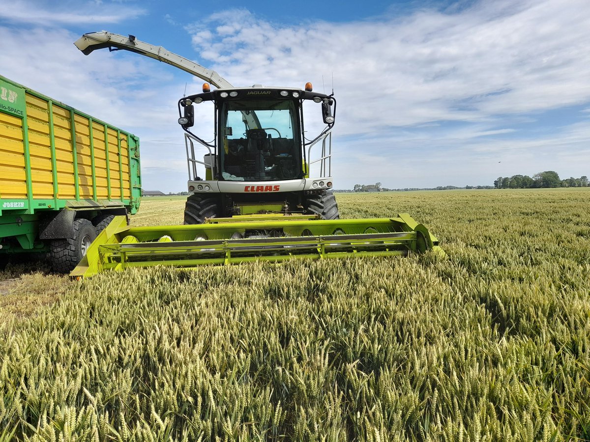 Tarwe hakselen #oogst23 #claas <a href="/MOldehove/">Mechielsen Oldehove</a>