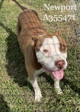 🆘NEWPORT APTB 2,8 ys old 
Happy boy🐕likes play in 💦pool and make zoomies ⚡️play chase 
Who will give him a yard and SAVE from 💉7/14 #Corpuschristitx ?
#A355471 🙏#pledge #foster #retweet🙏Needs all the HELP he can get!🙏💔💔