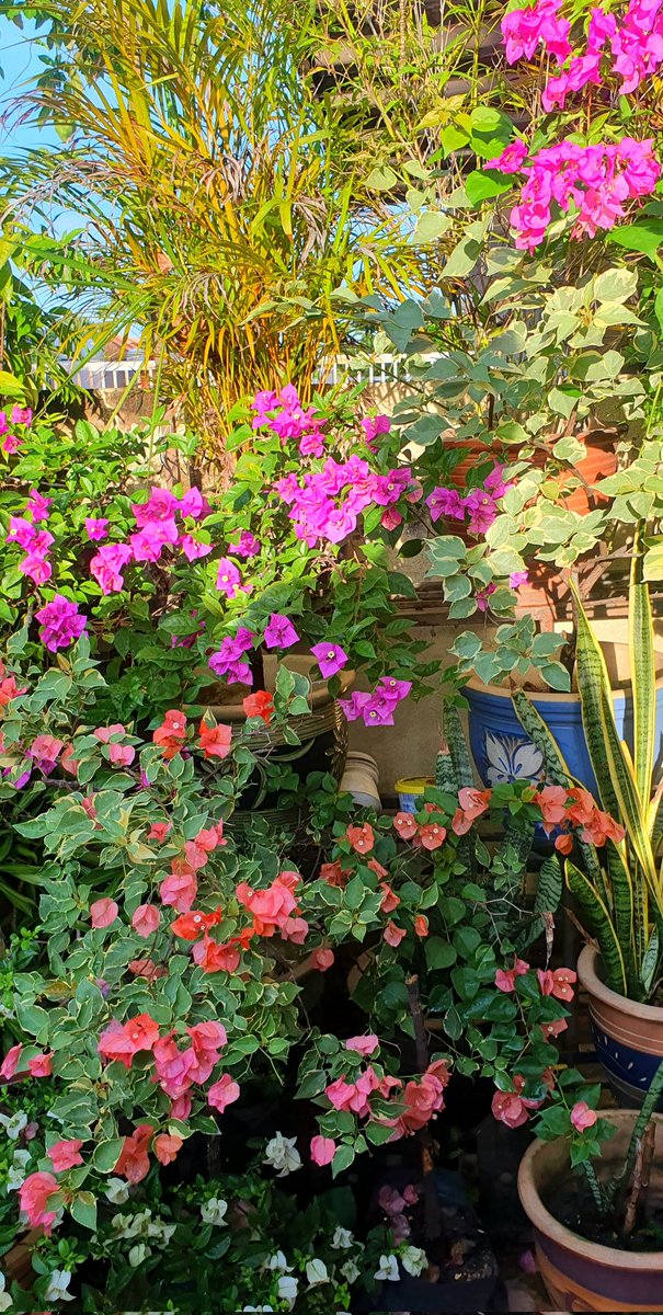 My colourful garden on Tuesday! How's yours?

#Flowersphotography #nature #NatureRestoration #GardeningonTwitter #GardenersWorld <a href="/finegardening/">Fine Gardening</a> <a href="/GardeningTheme/">Gardening theme</a> <a href="/GWandShows/">BBC Gardeners World</a> <a href="/Nature/">nature</a> <a href="/TheFlowerWorld/">Tinky</a> #flowerpetals #colors #colours #GardensHour