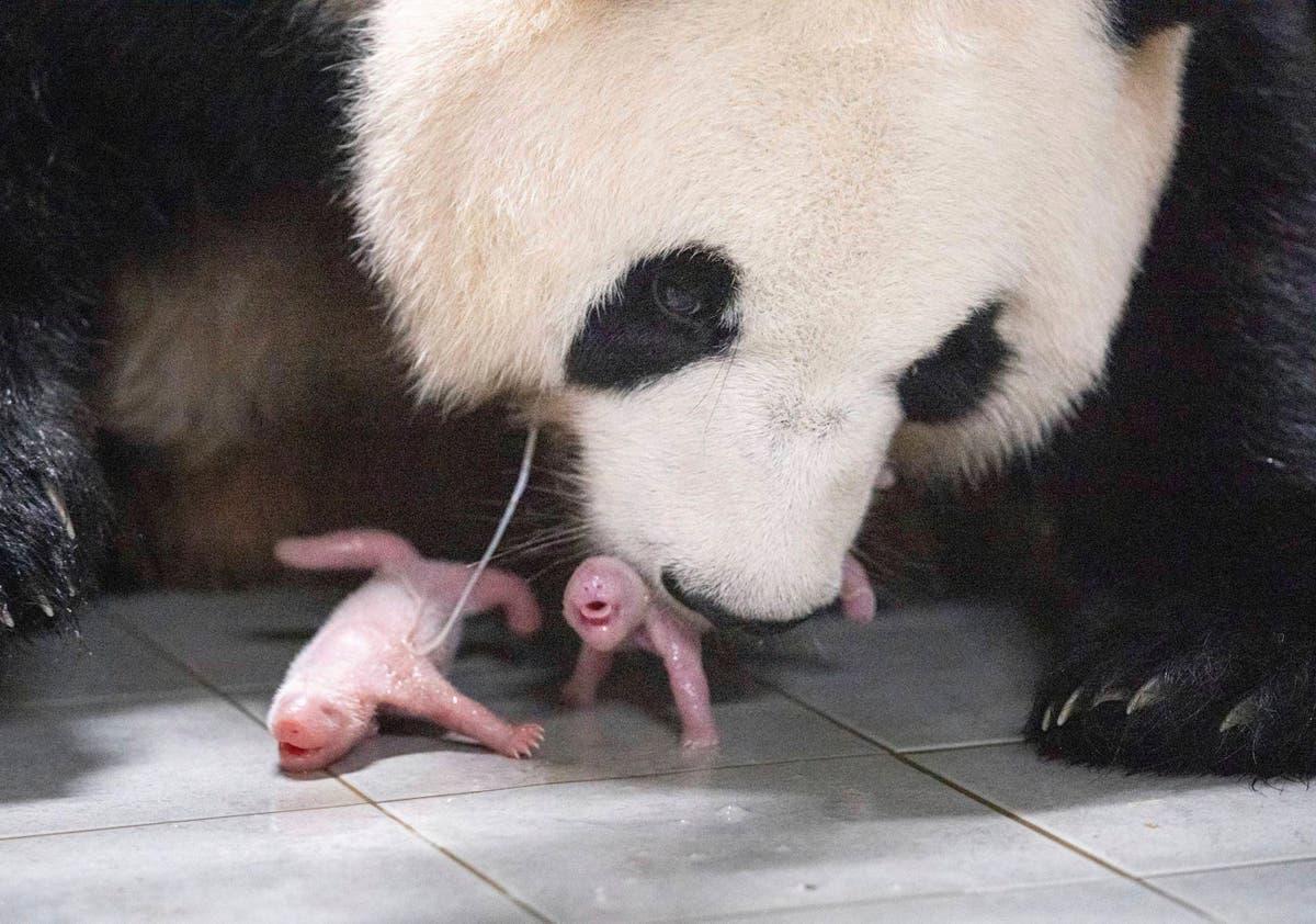 Independent's tweet photo. Panda twins born in South Korea for the 1st time https://t.co/gs5aOYapyY https://t.co/CSFFejVWUW