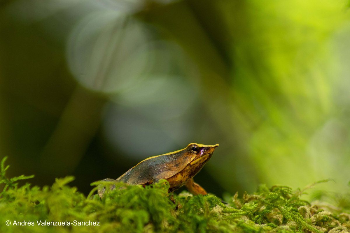 Journal of Applied Ecology (@jappliedecology) on Twitter photo Infection prevalence bias is an often overlooked issue in wildlife epidemiology 📊
Using data from a fungal pathogen and Darwin’s frogs, this study assessed the magnitude of prevalence bias, illustrating how it can impact disease risk assessment 🐸
🔗doi.org/10.1111/1365-2… Infection prevalence bias is an often overlooked issue in wildlife epidemiology 📊
Using data from a fungal pathogen and Darwin’s frogs, this study assessed the magnitude of prevalence bias, illustrating how it can impact disease risk assessment 🐸
🔗doi.org/10.1111/1365-2…