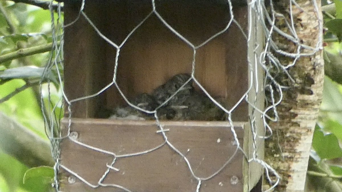 JoshT01UK's tweet photo. A quick outing around some local sites in North-East Worcs this morning, logging breeding activity ahead of the expected rain. Hoping that the Spotted Flycatchers stay hidden from Corvids and fledge from this nest box I built for them. #WorcsBirds https://t.co/ffvjmKGcVs