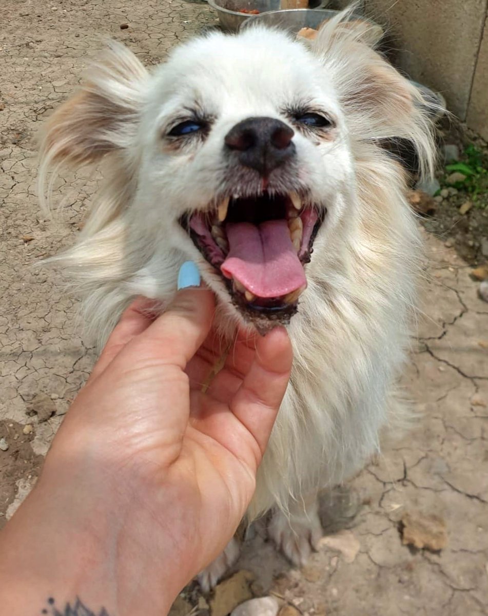SosAbuelos1's tweet photo. #JAÉN
#FELIPE a sus 14 añitos sigue esperando una familia.

Es un abuelete tranquilo, bueno y cariñoso, con sus pequeños achaques propios de la edad; un poquito de sordera y ceguera.

Se lleva bien con perretes, gatitos y niños. No le hace ascos a ná. 😆

WhatsApp o Llamada 665417303 // fuerzaanimal@hotmail.es
