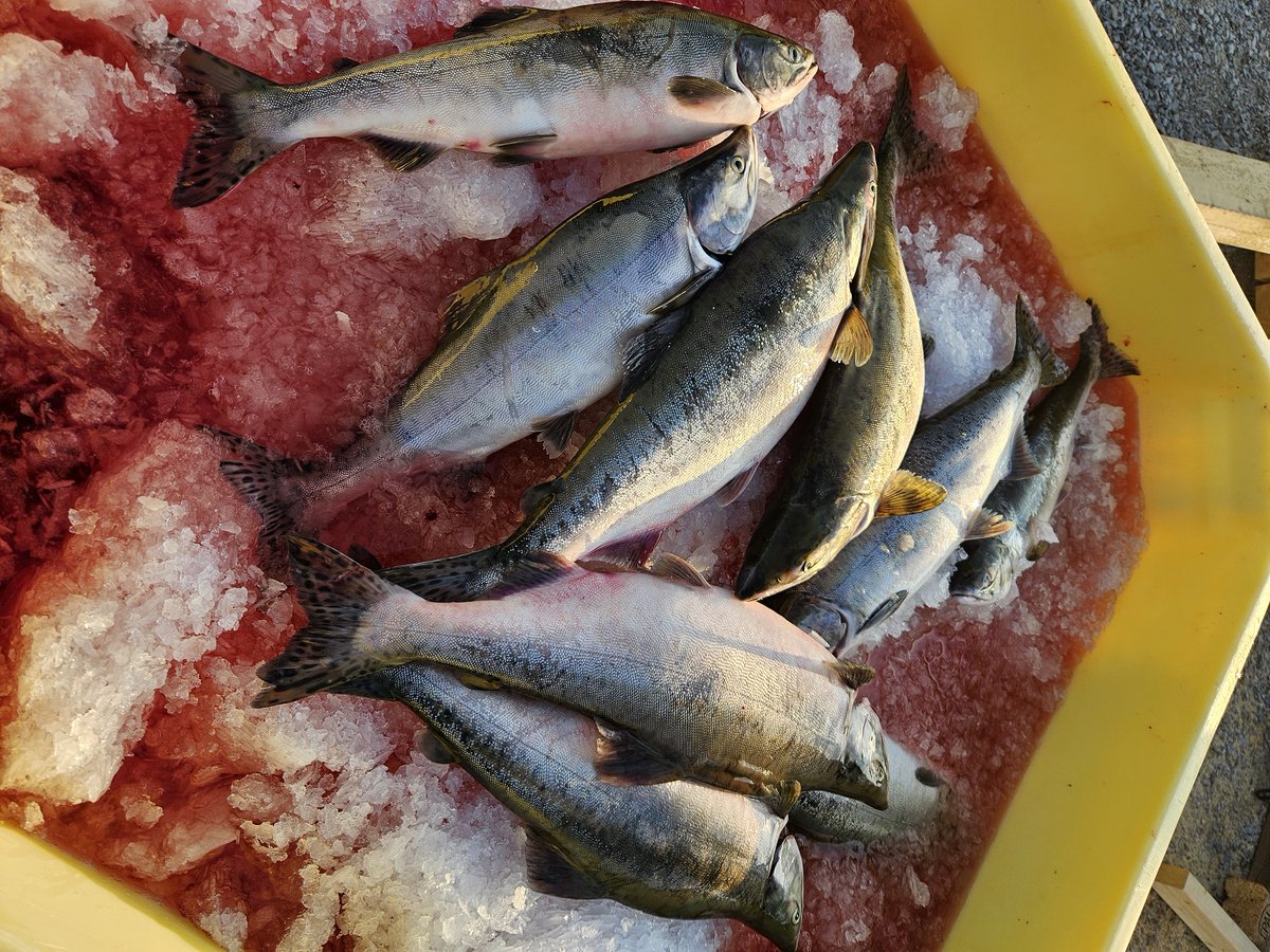 #Pukkellaksen begynner å gå inn i fellen i #Tanaelva.
Det er nå fanget over 600 pukkellaks i fiskesperren i Tanaelva og det går stadig ny fisk inn. shorturl.at/wKQR7