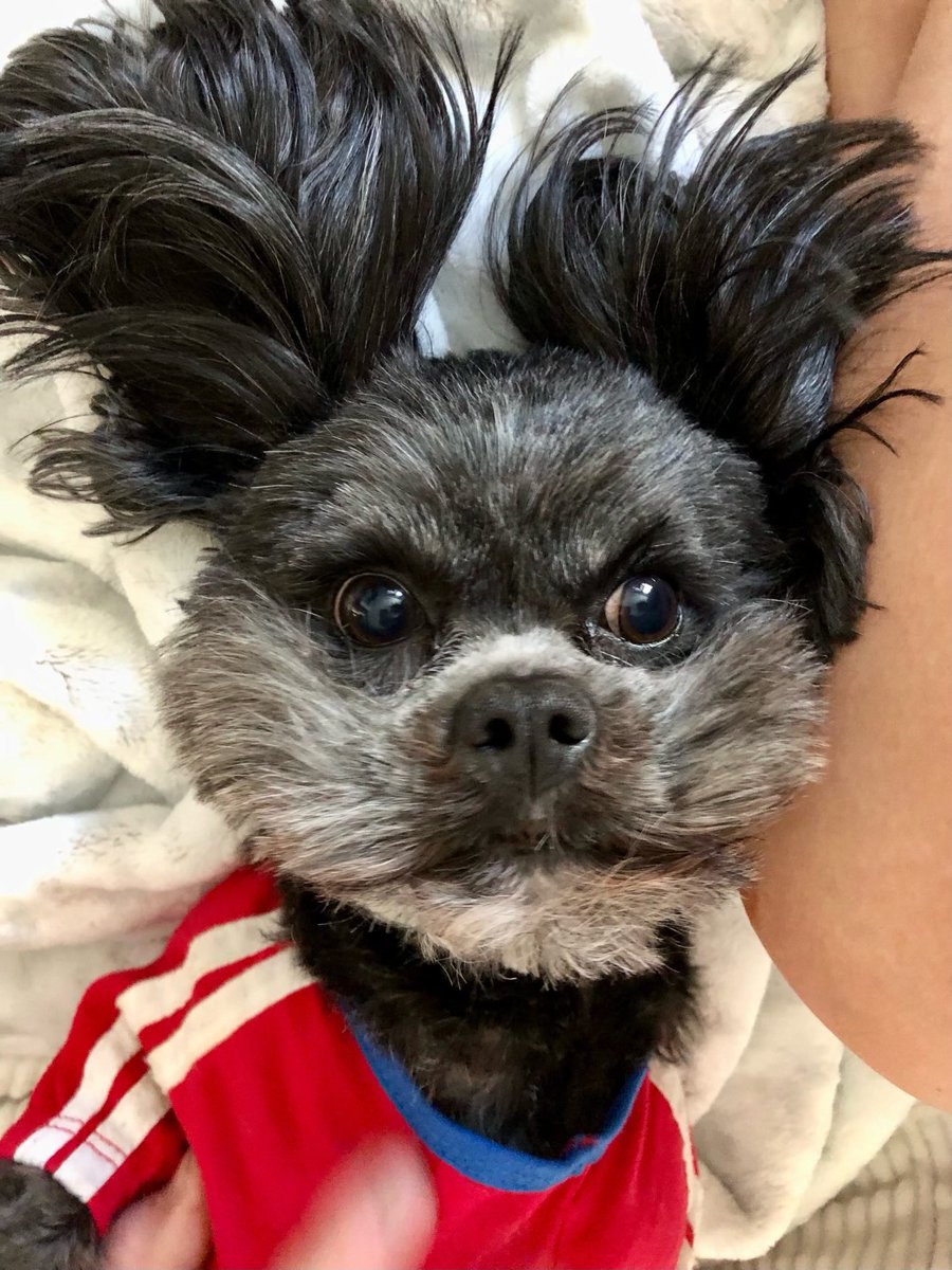 wjwheeler54's tweet photo. Good Tuesday morning. Today is Cow Appreciation Day, Mojito Day, Blueberry Muffin Day, Rainier Cherries Day, Essential Oils Day and All American Pet Photo Day. Please share yours. Have a terrific day. You are loved and we are Blessed.🇺🇸 https://t.co/UVH8JLynvT