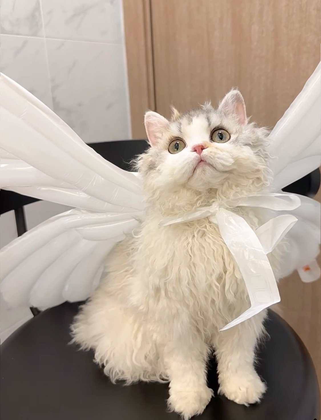 kimi on Twitter: "angel kitty https://t.co/2QQ8iaojFH" / Twitter