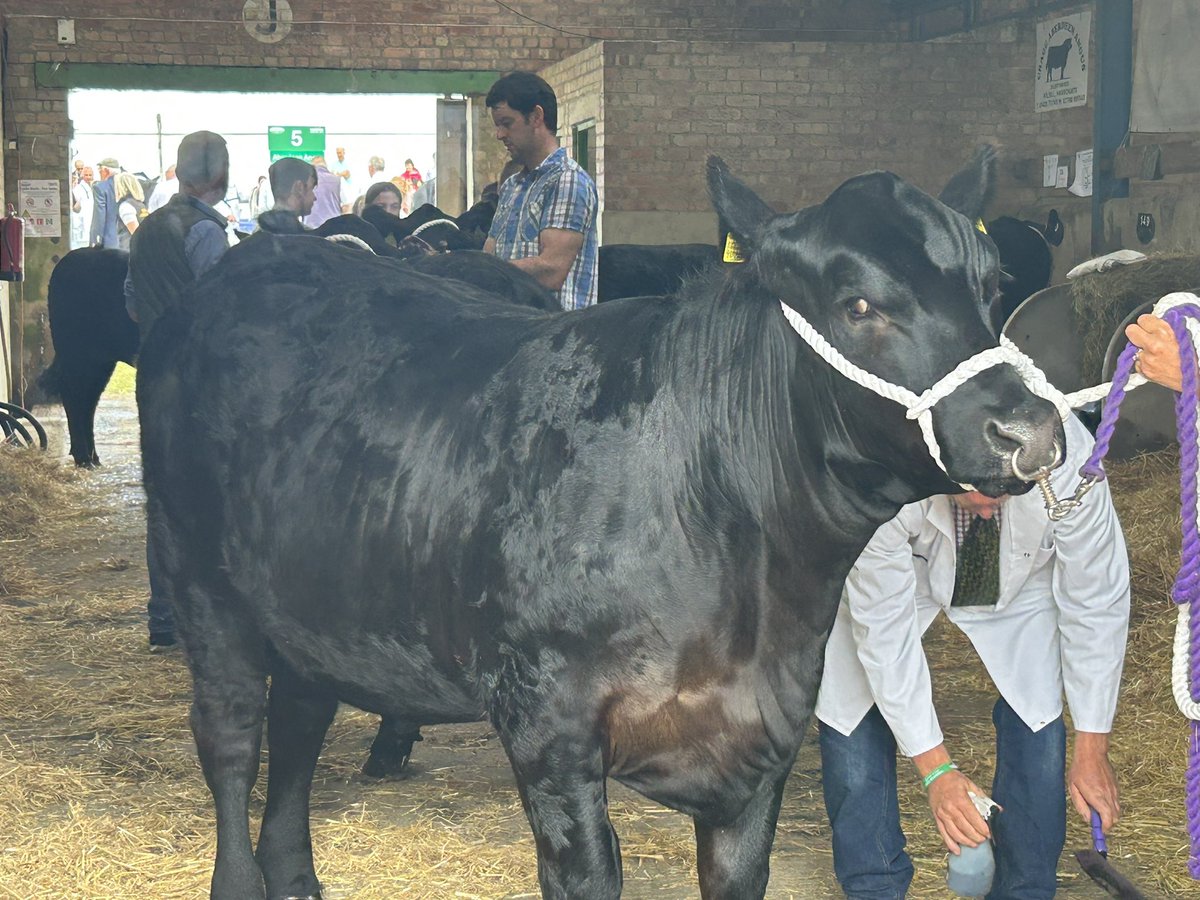 Sintons LLP @ the Great Yorkshire Show - great morning so far with our friends <a href="/CLANorth/">CLA North</a> #Sintonsagriontour #AcresAhead <a href="/greatyorkshow/">Great Yorkshire Show</a>