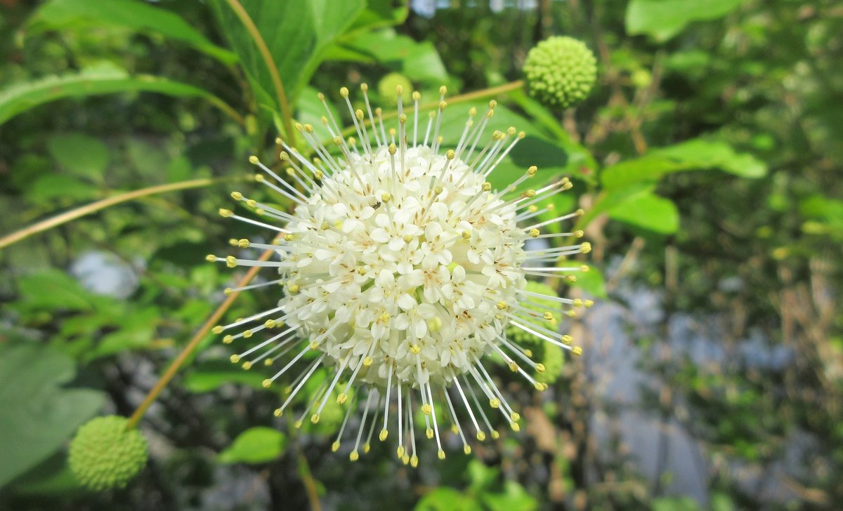PhilGennusoArts's tweet photo. Haiku For A Buttonbush!
Phil Gennuso Arts
medicinal herb gentle tea
native to our land
friend and companion
#Buttonbush #haiku #tuesdayvibe #nature #ArtistOnTwitter https://t.co/Zvp5pqqyOJ