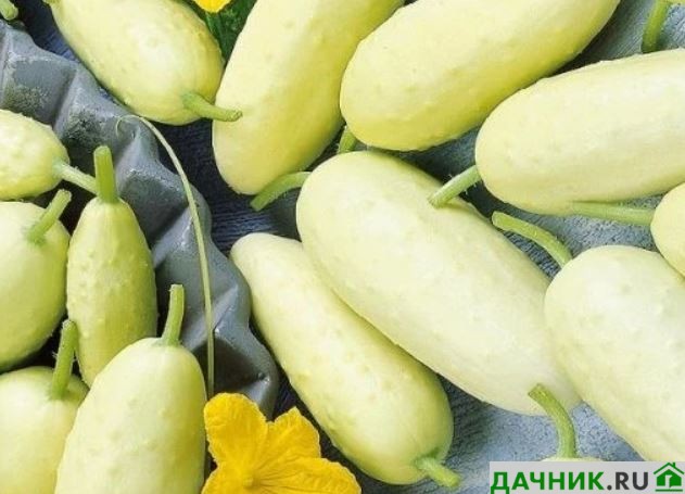 Da4nikR's tweet photo. Сорта и гибриды белых огурцов, нюансы выращивания

Белые огурцы – настоящая экзотика не только на огородных участках, но и на кухонном столе. Тех, кто увлекается выращиванием интересных новых культур, это растение порадует как своим внешним видом,…
https://t.co/wNmFr6jS7P https://t.co/6kq62wnA2r