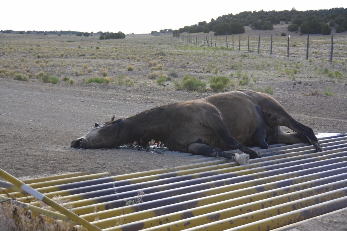 Wild Horse Stallion cut off from water, tried to get through a cattle grate trying to reach the water that he could scent in the air one mile away, his family of nine watched as he succumbed through horrific pain, broken legs, 90+ degree heat, his family died from thirst. 2018.