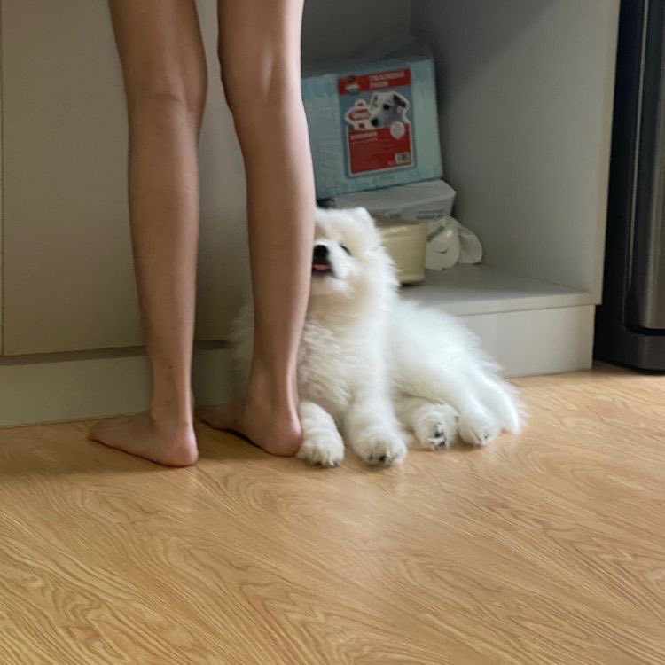 พี่สาวจะรักแต่เค้าช่ายมั้ย