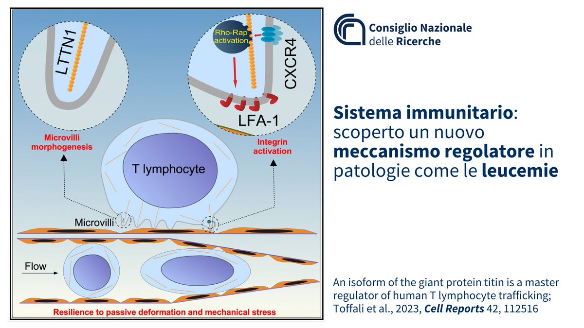 CNRsocial_'s tweet image. Sistema immunitario: scoperto un nuovo meccanismo regolatore in patologie come le #leucemie
#Cnr_Itb nello studio pubblicato su @CellReports sul ruolo di una proteina, che funziona come una "molla molecolare", nel controllo del traffico leucocitario
➡️cnr.it/it/news/12068
