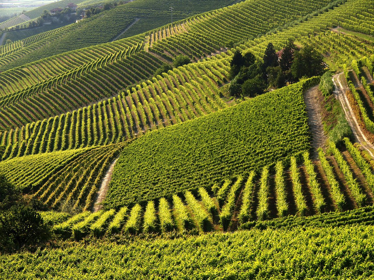 WineNewsIt's tweet photo. Il #Consorzio #BarberaDAsti e #Vini del #Monferrato investe in #ricerca e #intelligenzaartificiale. Dal progetto #NoviAgri un #atomizzatore all’avanguardia che consentirà una gestione intelligente dei #trattamenti e del #monitoraggio delle #malattie, https://t.co/NJv3YZgW18 https://t.co/jNTj7zh6zT