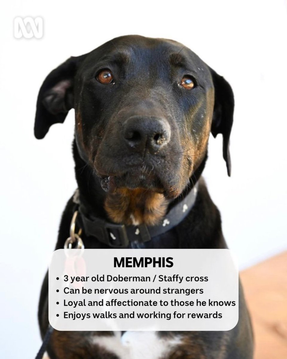 Sending love Memphis
#NewLeashonLife #LauraV #JoelCreasey #ScreenWest #ArtemisMedia #PerthWA #Rescuedog #DogAdoption #Dogs
iview.abc.net.au