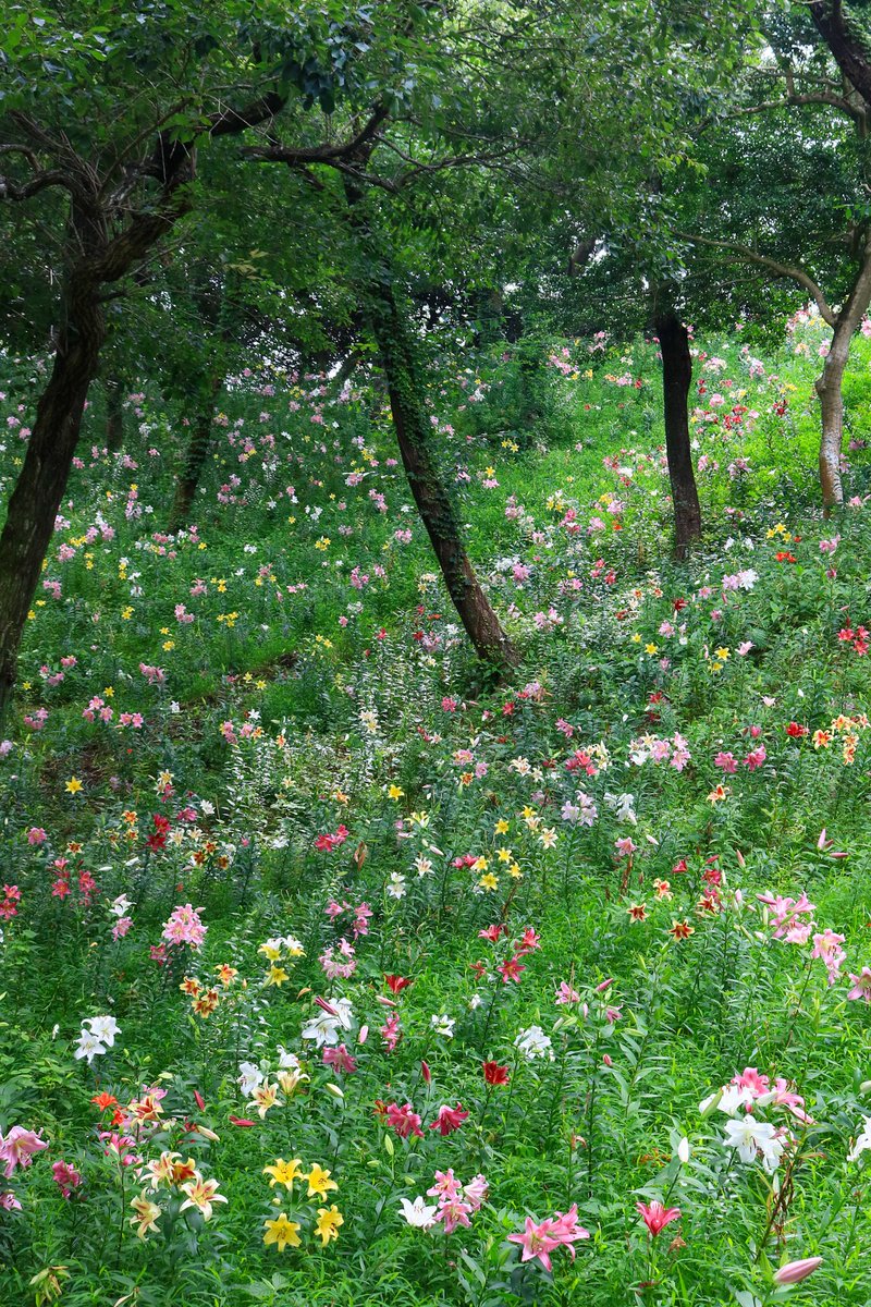 photomappi's tweet photo. 彩りの丘 https://t.co/uPrgOnxTtU