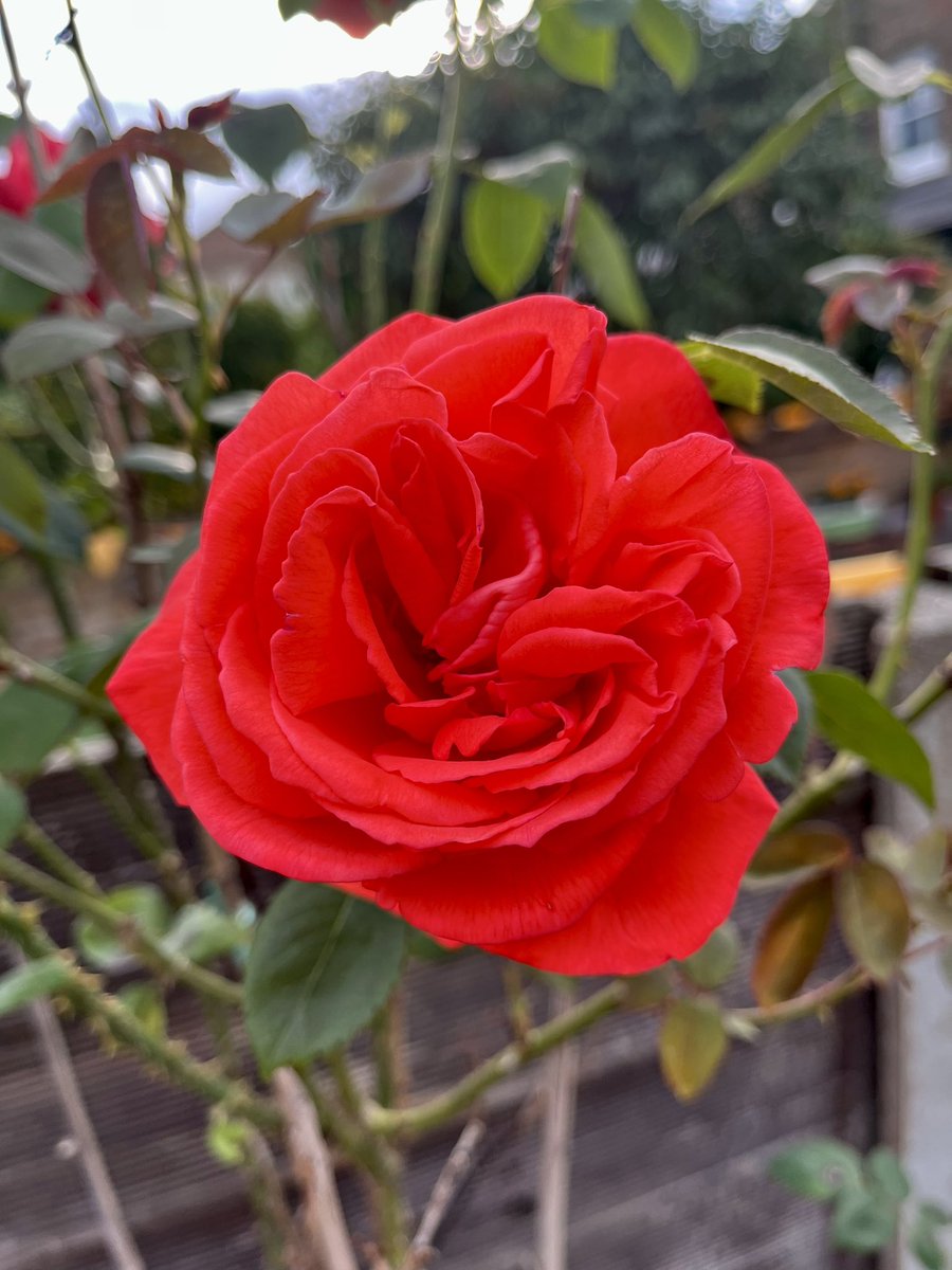 Stevewal63's tweet photo. Red Red Rose. 🌹 #VitaminN https://t.co/OHZIjqE5Xb