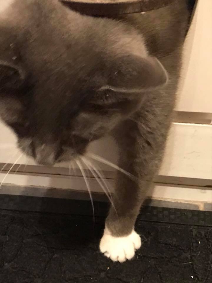 Good morning friends. Have a great #ToeBeanTuesday 😺 Frankie is just checking out the weather before heading outside 🌧️ #Cats #rescuecat #AdoptDontShop