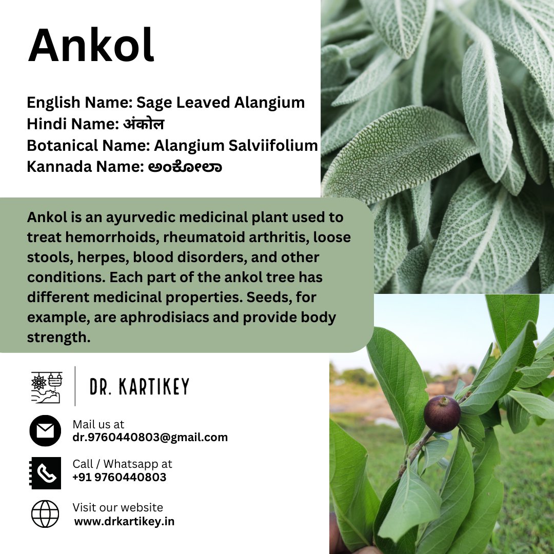 drkartikey's tweet photo. Ankol
#drkartikeytyagi #ankol
#benefits #haridwar #dehradun #food #everydaynutrition #bloating #antiinflammatorydiet #plantfoods #ayurvedalifestyle #ayurveda #healthylifestyl #drkartikeytyagi #bupleurum #benefits #haridwar #dehradun #food #everydaynutrition https://t.co/LsnCwtUX3Q