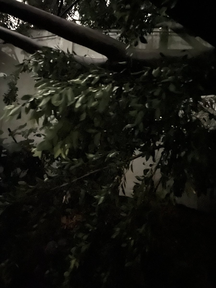 gabybecerril6's tweet photo. @TlalpanAl @alfagonzalezm Árbol caído en la calle de Morelos https://t.co/ua4g9CiXUa