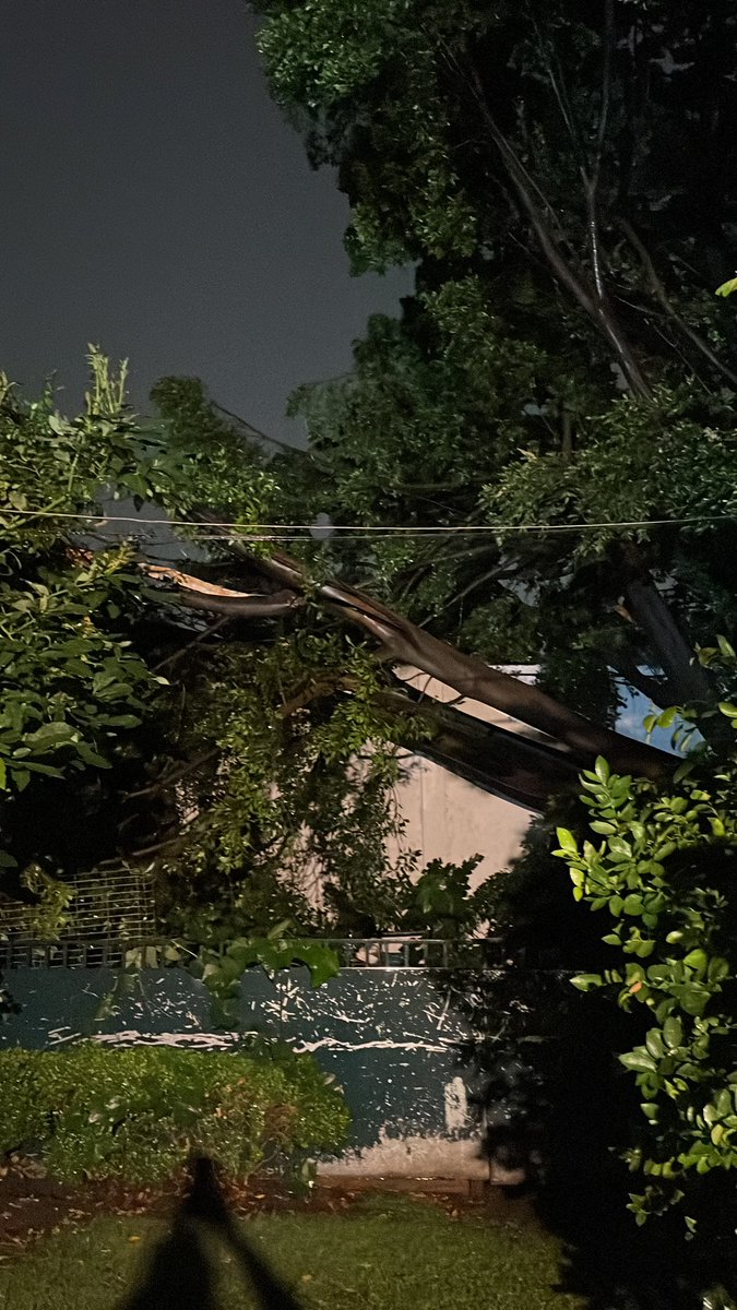 gabybecerril6's tweet photo. @TlalpanAl @alfagonzalezm Árbol caído en la calle de Morelos https://t.co/ua4g9CiXUa