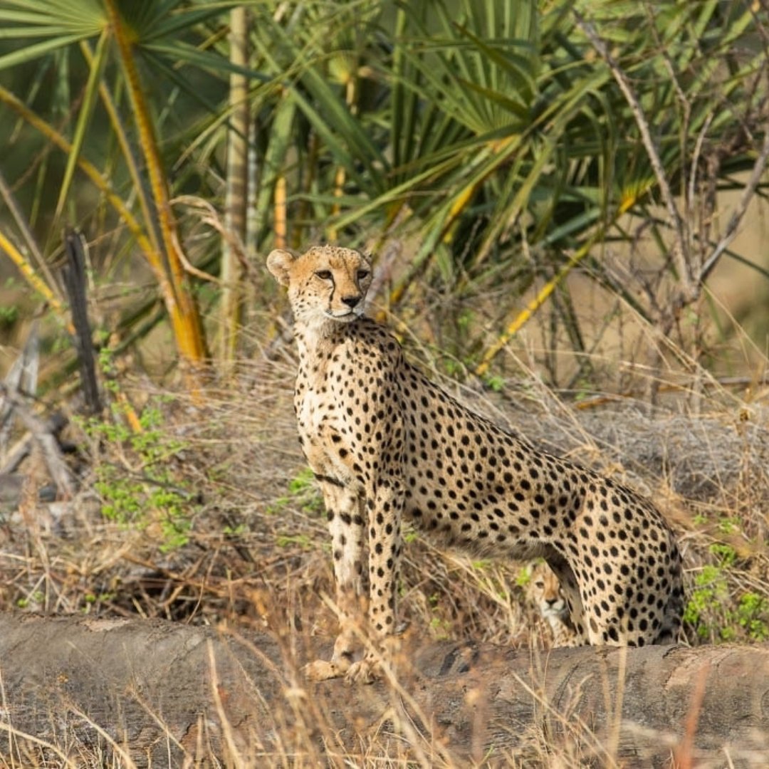 Meru National Park is located in Meru county 350km from Nairobi. The park is considered the best tourist paradise.

To know more visit us @ gorillatrips.net/kenya-tours-an…

Call:+256-775-564060

info@gorillatrips.net

#travelling #kenya #merunationalpark #merunationalparkkenya