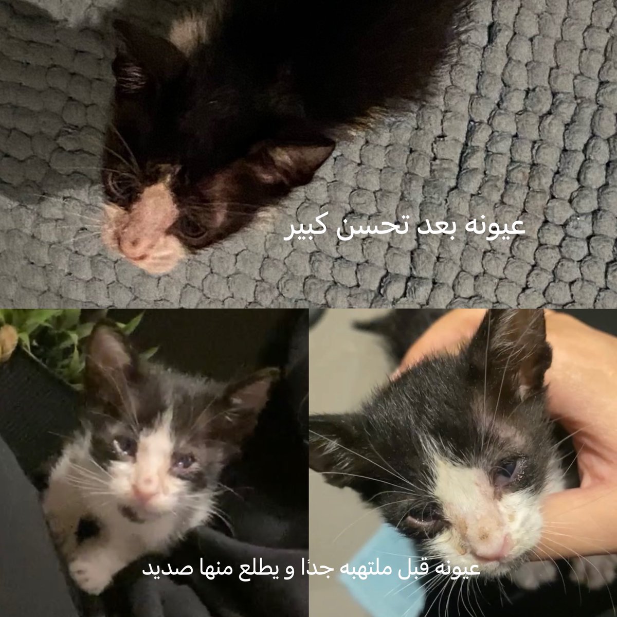 HanoufAlshamsan's tweet photo. كيتن ذكر عمره أقل من شهر، انقذته من الشارع بعز القايلة يا عمري.صار له ٦ أيام وديته العيادة و قاعده اعالج عيونه بقطرات، و اعالجه بخل و مويه من الفطريات. الحمد لله وضعه صار مره ممتاز و ياكل و يلعب و نشيط جدًا. بشيك عليه مره ثانية بس بعدها أحتاج أحد يخاف الله فيه يتبناه في(الرياض). https://t.co/SpLsNTiBY1