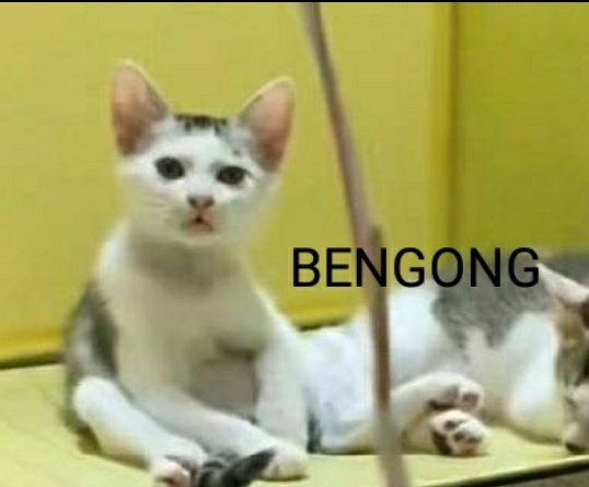 <a href="/tanyarlfes/">Tanyarlfes</a> udah tanya dia single?