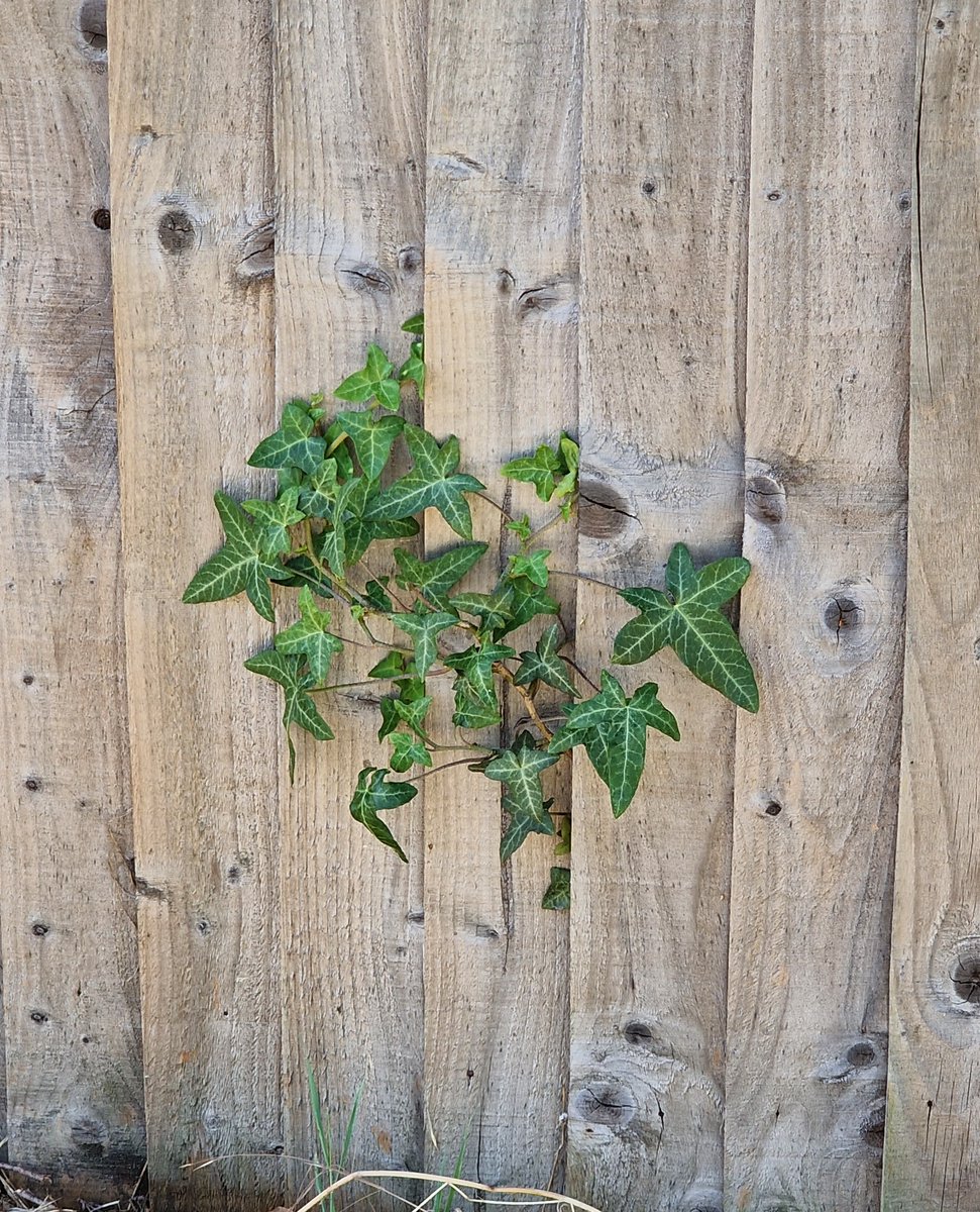growmadsteven's tweet photo. Am thinking I could paint the fence and then just let the Ivy grow through and over it to them become the fence..... 

#garden #nature #ivy #ivies #urbangarden #gates #fence #gardening #growingmad #plants https://t.co/vRWr79QOCv