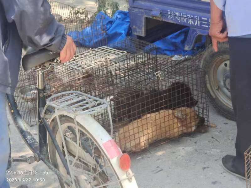 Another day, another dog meat market. This time in Hebei. We are doing our best to interfere with this gruesome trade. It’s relentless in China. #notodogmeat
