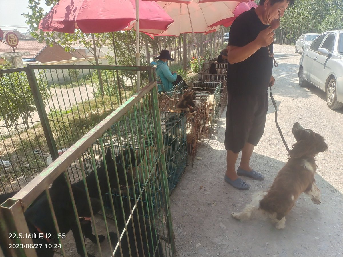 notodogmeat tweet media