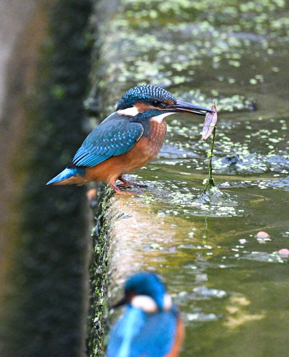 Baztheboat's tweet image. No dear, that’s not a fish - it’s a leaf🙄! #stanfordreservoir #spillway
